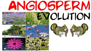 Angiosperm evolution [upl. by Lindholm943]