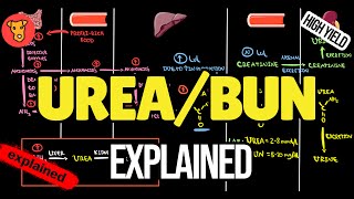 Blood UREABUN values Hyperammonemia pathogenesis [upl. by Wettam]