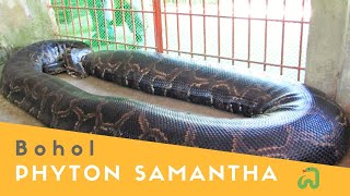 Burmese Python quotSamanthaquot The Biggest Snake in Bohol Philippines [upl. by Ardnasac]