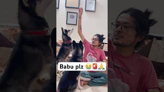 Most Popular Dog Can’t Wait 🚨shorts dog husky hanumankind trendingsongs [upl. by Akiwak568]