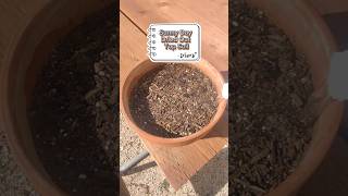 Raspberry Seeds  Outdoor Pot  Day 59 [upl. by Kenimod12]