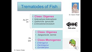 Trematodes 3 Fish Trematodes [upl. by Wendy]