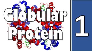 Myoglobin amp Hemoglobin  Biochemistry  سنة أولى طب  كيمياء الحياتية  M1000  10 [upl. by Ainosal]