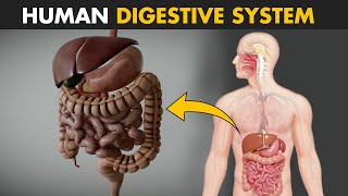 Human Digestive System  How it works  Its parts and functions [upl. by Srini]