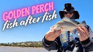 YellowbellyGolden Perch Fishing  fish after fish [upl. by Bennet333]