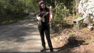 Dog Training How To Teach Your Puppy To Ring A Bell to Be Let Outside [upl. by Arykahs261]