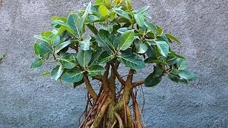 Ficus Benghalensis Bonsai [upl. by Aikemot46]