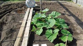 How much sun does a plant need  Growing under shade screen [upl. by Alyakem]