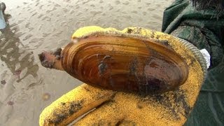 How to catch a Razor Clam [upl. by Sivrup]