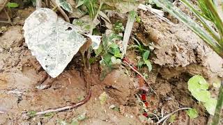 Transandean Capuchin Coral Snakes Micrurus dumerilii [upl. by Moffitt]