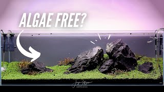 What happened to my IWAGUMI Aquascape [upl. by Torrey]