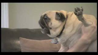 Curb Your Dog  Evil Pug [upl. by Albie]