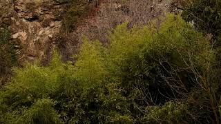 Bamboo Grove in the Tbilisi Botanical Garden II  Georgia [upl. by Clayborne701]