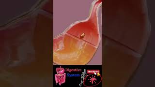 3D animation of digestion  How our body digest the food 3danimation anime shorts [upl. by Trebloc714]