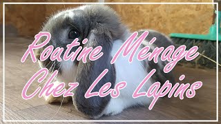 ROUTINE  Nettoyage de labri de mes lapins [upl. by Ahsan]