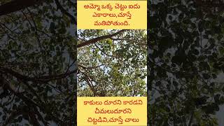 banyan tree ఆ మర్రి చెట్టును చూడాలంటే రెండు కళ్లు సరిపోవూ [upl. by Sula]