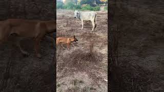 Max meeting the neighbours cow 🐮 belgianmalinois animallover farm puppy cutedog [upl. by Neruat]