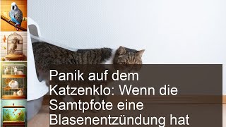 Blasenentzündung Katze und Kater helfen [upl. by Aititel]