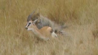 MUST SEE Leopard Hunts Gazelle on Safari Tour Masai Mara Kenya Africa Full animal hunt [upl. by Merideth]