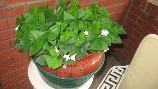 How to transplant a Shamrock Plant [upl. by Romaine791]