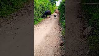 Famous thay jase  comedy funny farmeed automobile farmer cow khedut [upl. by Heathcote]