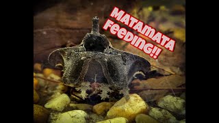 Feeding Matamata and alligator snapping turtle How to tong feed turtles [upl. by Iorgos695]