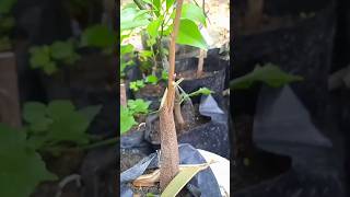 rootstock grafting on durian EP215 satisfying foryou [upl. by Tizes599]