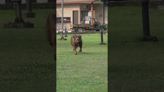 Rojo Ketua Genk Boerboel di 88 Giant Dog Indonesia🔥🔥 doglover anjingras bigdog anjing [upl. by Ahsinert749]