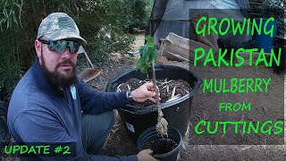 Growing Pakistan Mulberry From Cuttings  Update 2 [upl. by Yerdua]