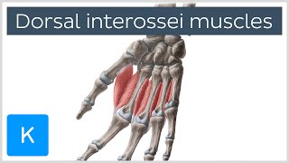 Dorsal interossei muscles of the Hand  Human Anatomy  Kenhub [upl. by Jeremiah]