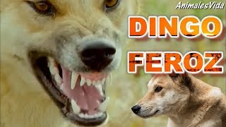 ÉSTE ES EL LEGENDARIO PERRO SALVAJE DE AUSTRALIA  EL DINGO [upl. by Levi741]