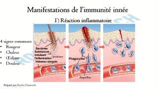 Le Système Immunitaire la réponse immunitaire non spécifique [upl. by Susejedairam996]