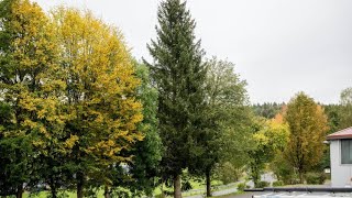 Auf der Suche nach dem schönsten Christbaum für den Frankfurter Weihnachtsmarkt [upl. by Landa7]