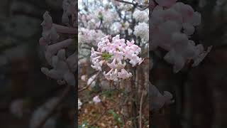 pale pink winter flowers of Viburnum × bodnantense Dawn Shrub 🌸🌸🌸🌸🌸🌸🌸🌸🌸🌸 [upl. by Lorilyn377]