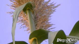 Arundo donax  Giant Cane  Canadoreino Arundineae [upl. by Halie993]