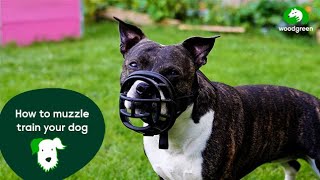 How to muzzle train your dog  Pet advice for dogs  Woodgreen Pets Charity [upl. by Keon]