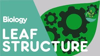 Structure Of The Leaf  Plant  Biology  The FuseSchool [upl. by Kipper613]