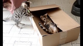 15 Minutes of Kittens  CUTEST Kitten Videos 😍 [upl. by Lemmuela]