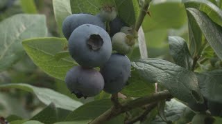 How to grow fresh blueberries in your backyard  Gardening with Gutner [upl. by Abercromby924]