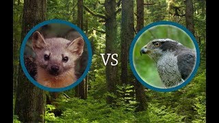 Marten vs Goshawk [upl. by Liuka836]