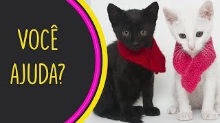 GATOS PARA ADOÇÃO 08  TOCA DOS GATINHOS [upl. by Aerdua]