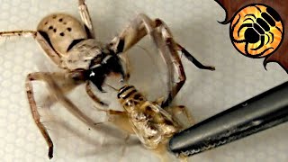 Huntsman Spider ATTACK Feeding compilation [upl. by Meagan]