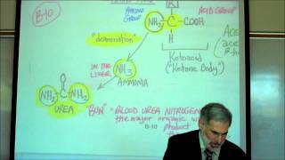 PHYSIOLOGY CELLULAR RESPIRATION PART 2 by Professor Fink [upl. by Betthezul]