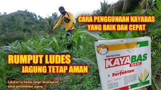 Cara Basmi Rumput di Tanaman Jagung  Penyemprotan KAYABAS Herbisida Selektif Terbaik [upl. by Assetak525]