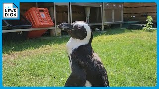 海水浴場で脱走したペンギン ｢ペン｣ちゃん 約45キロ離れた海岸で保護 「写真をみると“ホンマや！”って」 [upl. by Nottap]