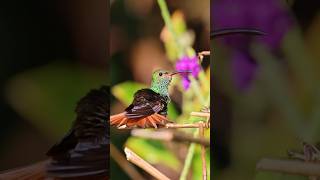 Beautiful Rufoustailed hummingbird in Costa Rica cleaning up Shorts hummingbird wildlifeshorts [upl. by Nyrehtak643]