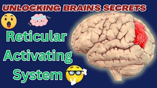 What is the Reticular Activating System [upl. by Gavin]