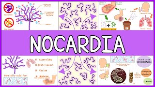 Nocardia Microbiology Morphology Pathophysiology Symptoms Diagnosis Treatment [upl. by Thackeray]