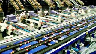 Processing and sorting lines for Apples  UNITEC [upl. by Ahsiekyt766]