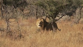 Lion Attack Man Eater best ever [upl. by Najed912]